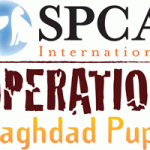 Cool Thing:  Operation Baghdad Pups
