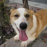 Adoptable Raco:  looking for a home in California or Vancouver, B.C.