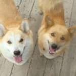 Adoptable:  Sparky and Foxy in Dumont, Colorado