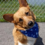 Adoptable Pembroke William in Southern Indiana