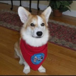 September 11th, Sudbury MA:  meet Katie Bear and learn about therapy dogs!