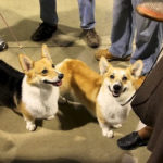 If’s official:  Pete and Bunny, the stolen Corgis, are A-OK!