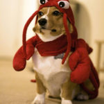 Lobster Corgi for CorgiAid!