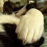 Talk to the paw …