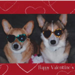 Valentine’s Cam:  Brodie & Hudson!