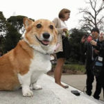 First Corgi Sutter Brown speaks to the press!