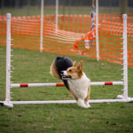 Sunday Special Feature:  Agility 101