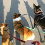 Trail Cam:  Bodi, Buddy and Freckles!