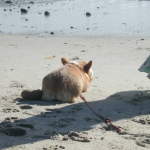 Beach Bum:  Quinny!