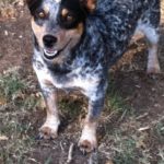 Rescue Cam:  Noni in Texas looking for a home – UPDATE!