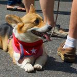 The Daily Corgi’s going on 4th of July Weekend Vacation!