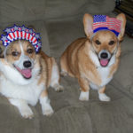 Brodie and Hudson, Corgis in arms …