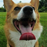 The Daily Corgi is TWO years old!