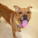 Summer:  Naples, Florida sweetie lookin’ for a home!