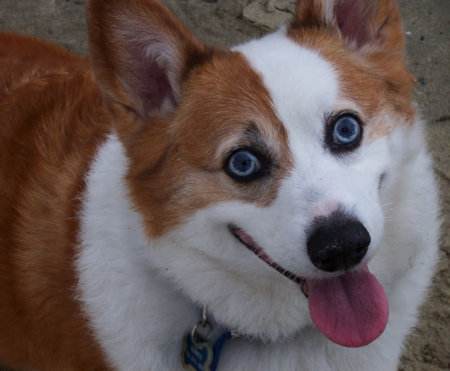 pembroke welsh corgi dog blue eyes Archives - The Daily Corgi