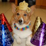 2011: The Daily Corgi Year in Review