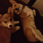 Erk and Harold of Tennessee: A Tale of Two Corgis