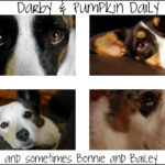 Blue Ribbon Blogger:  Darby and Pumpkin Daily!