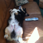 The Daily Corgi is on Remote Control …