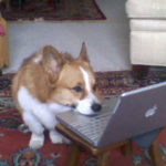 Does your dog read The Daily Corgi?