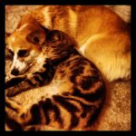 Corgis n’ Cats: Misty and the Kitten!