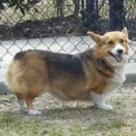 Catching Up with CorgiPals: Three, Two, One!