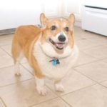 Catching Up with CorgiPals: Miracles and More!