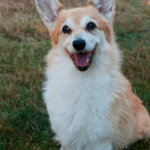 Catching Up with CorgiPals: Special Edition