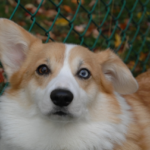 Catching Up with CorgiPals: New Dogs and Safety Blogs