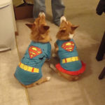 Nine Fun and Easy Ways To Be A Superhero For Corgis In Need!