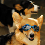 Doggles Cam: Koby!