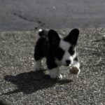 Puppy Cam: Bold Little Branwyn!