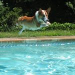 Baby it’s hot outside … all Corgis in the POOL!