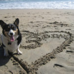 Catching Up with CorgiPals: Playing Catch Up