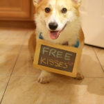 Free Corgi Kisses!