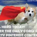 Now OPEN: The Daily Corgi’s Pet Safety Pinterest Contest!