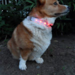 Pup Protector: Light Up The Night and Pin To Win!