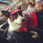 Bark In The Park: Norman At The Braves’ Turner Field!