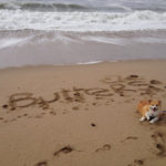Butters Claims the Beach. No (other) Dogs Allowed!