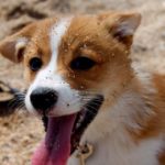 Evie: A Corgi Puppy’s First Trip to the Beach