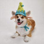 Some elves want to be dentists, others want to be Corgis …