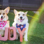The Joy of #Corgis: Gatsby and Scout!