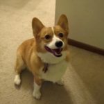 Catching Up with CorgiPals: Announcement Time!