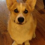 Catching Up with CorgiPals