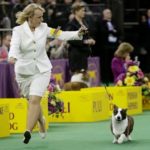Cardigan Welsh Corgi Coco Posh Takes Best of Breed / Best of Herding Group at Westminster 2014!