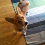 Catching Up With CorgiPals