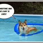 The Daily #Corgi on Summer Stay-cation!