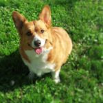 Catching Up With CorgiPals