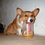 Calling All Corgis: You Are What You Eat! #GetHealthyHappy