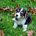 Rugby the #Corgi Puppy: FALL-ing in Love!